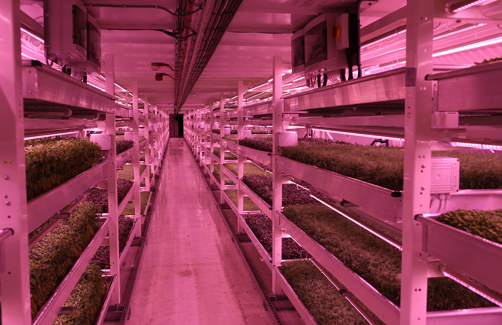 London's first ever underground farm