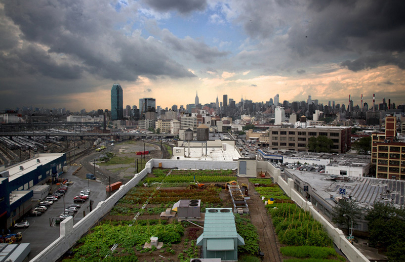 Bromley Caldari rooftop farm in Queens, New York