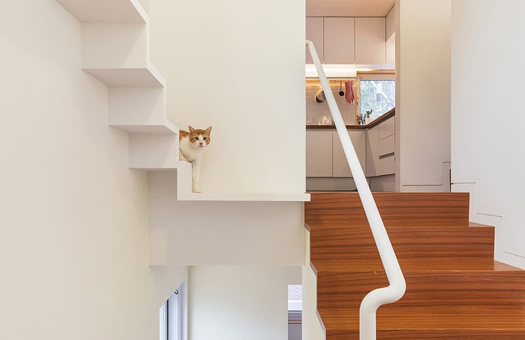 House in Seoul designed for a cat