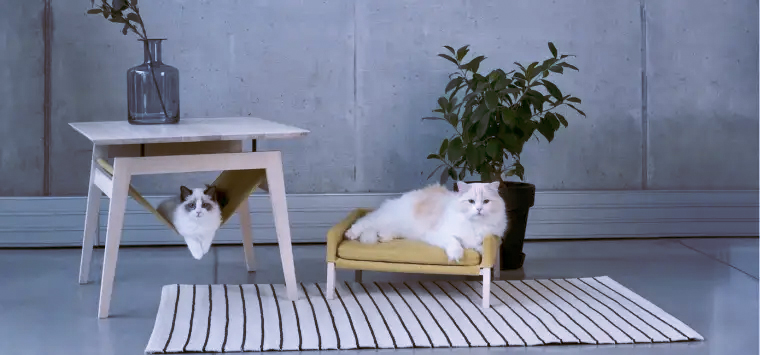 Minimalist pet furniture