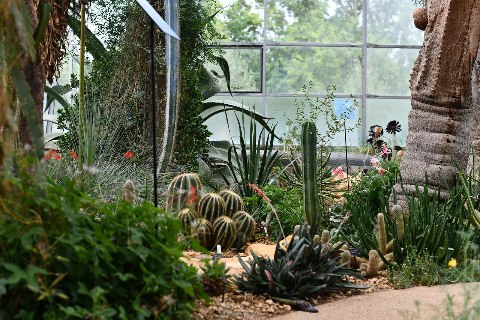 Cacti and succulents planted inside the 'desert' glasshouses at Oxford Botanic Garden and Arboretum